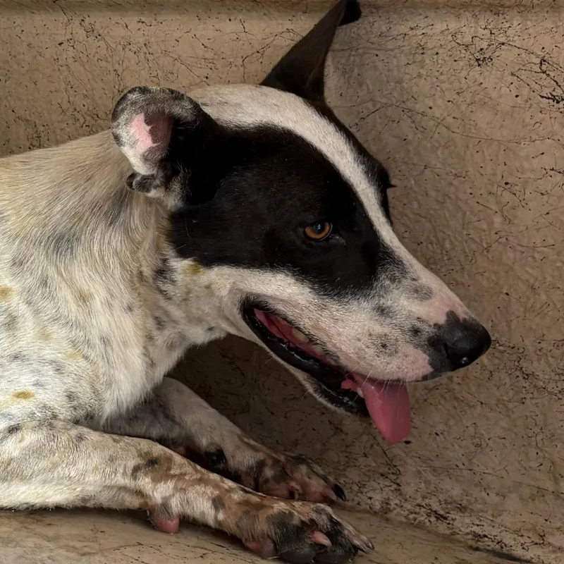 An adult medium-sized female White / Cream Mixed Breed dog named Ezra for adoption in Yuma, AZ