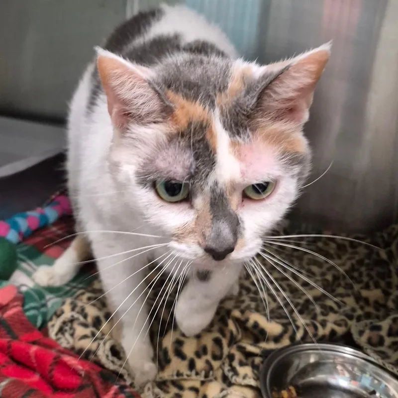 An adult medium-sized female Calico American Shorthair cat named Easter for adoption in Oak Ridge, TN