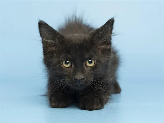 A baby small-sized male Domestic Short Hair cat named Squidward for adoption in Phoenix, AZ