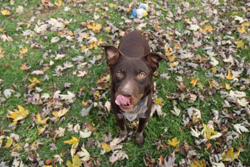 A young medium-sized male Brown / Chocolate Mixed Breed dog named Cocoa Bean for adoption in Plain City, OH