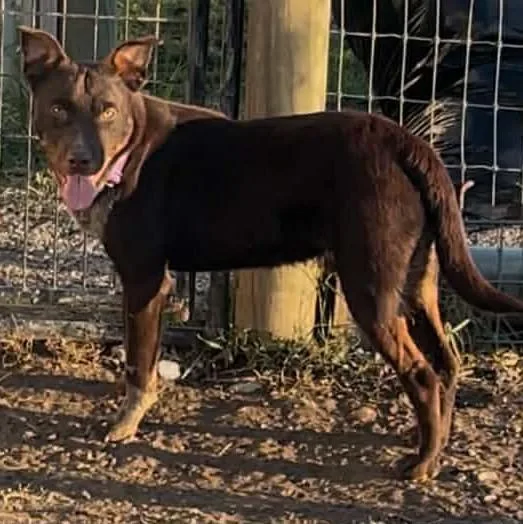 Cocoa Bean thumbnail 2