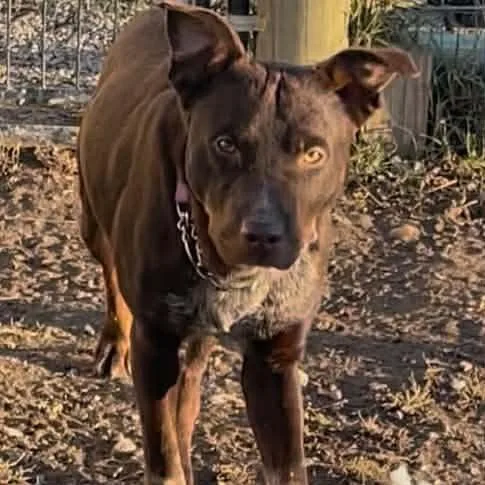 Cocoa Bean thumbnail 3