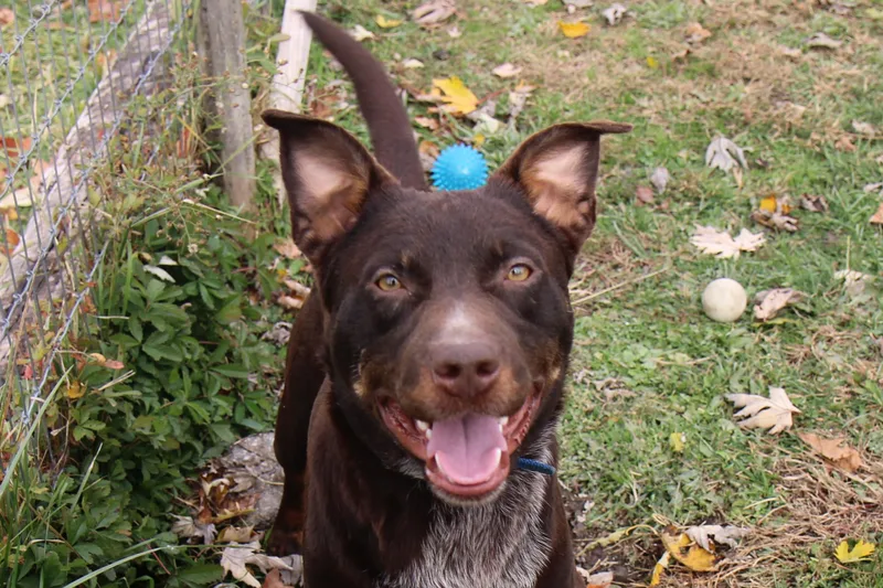 Cocoa Bean thumbnail 4