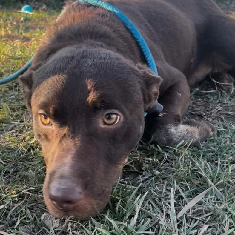 Cocoa Bean thumbnail 5