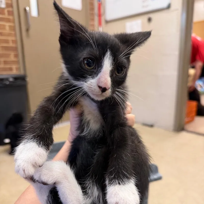A baby small-sized female Black Domestic Short Hair cat named Brioche for adoption in Birmingham, AL