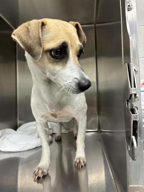 An adult medium-sized female Wirehaired Terrier dog named Sephora for adoption in Naples, FL