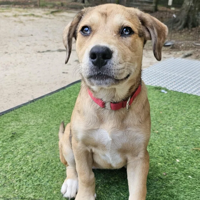 A baby medium-sized female Brown / Chocolate Mixed Breed dog named Gemma for adoption in BONIFAY, FL