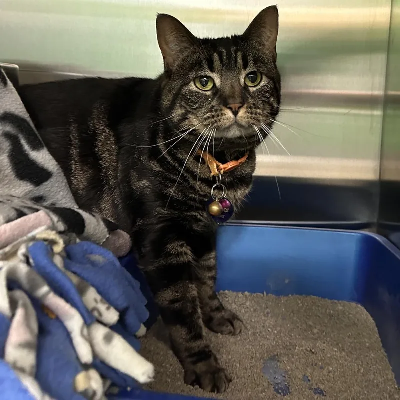 An adult large-sized female Brown / Chocolate Domestic Short Hair cat named Juniper for adoption in Mount Vernon, IN