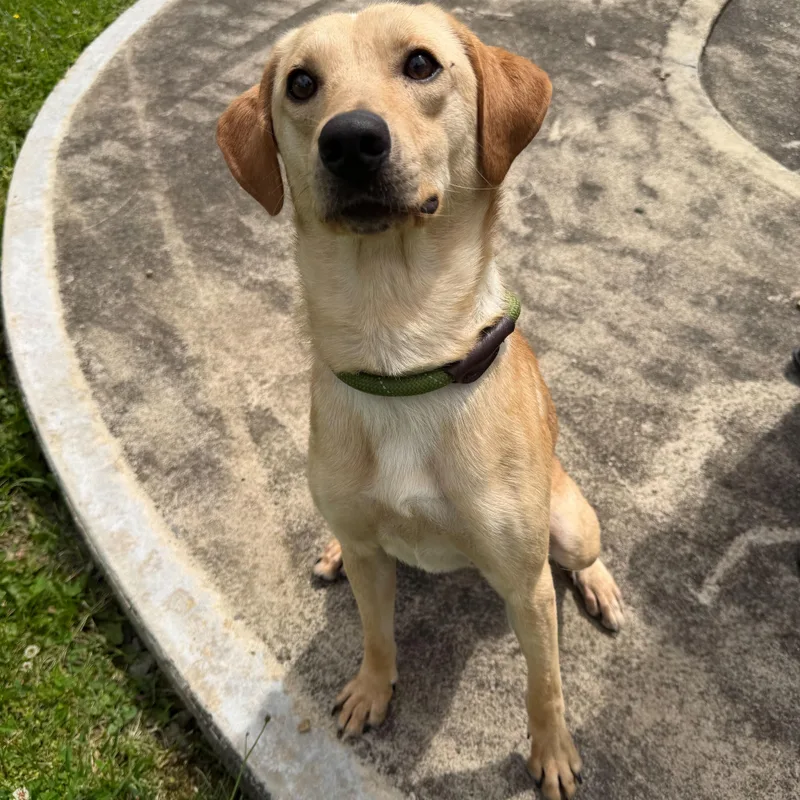 A young medium-sized male Yellow / Tan / Blond / Fawn Terrier dog named Teddy for adoption in Latrobe, PA