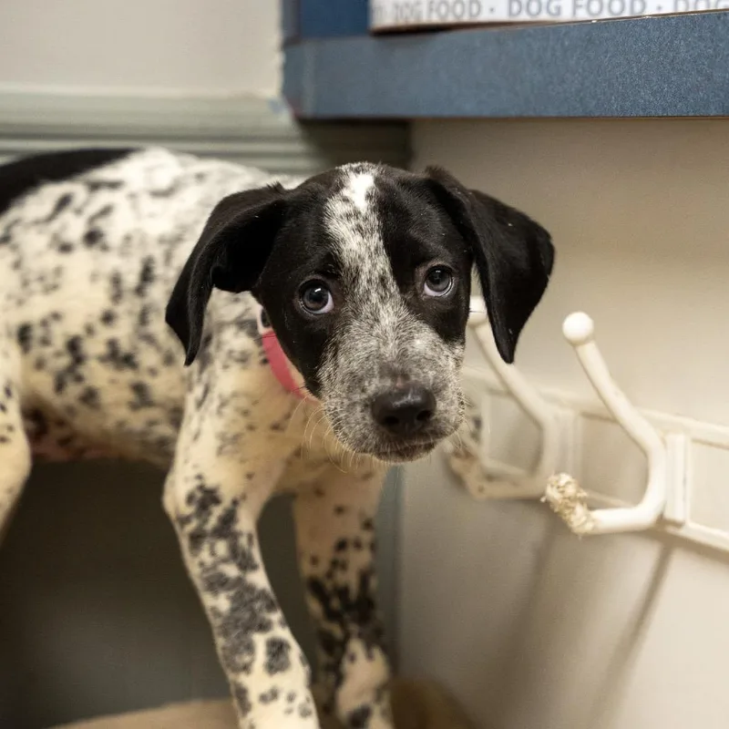 A baby medium-sized female White / Cream Labrador Retriever dog named Piglet for adoption in Pawling, NY