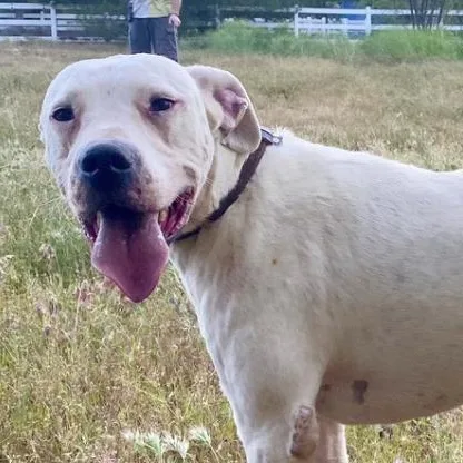 An adult large-sized male Bicolor Dogo Argentino dog named Bruce for adoption in Naperville, IL