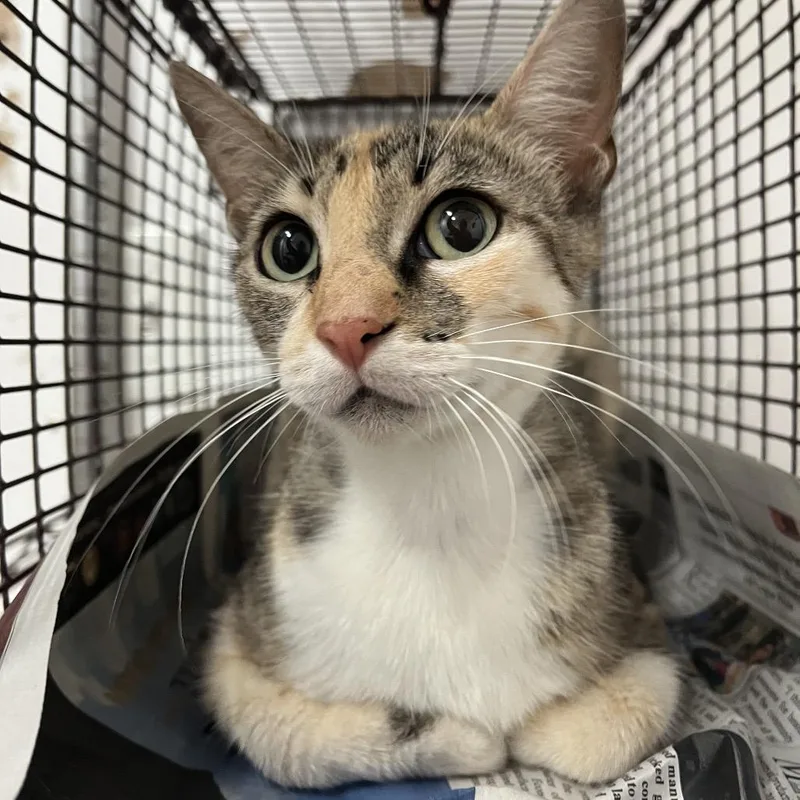 Sabrina