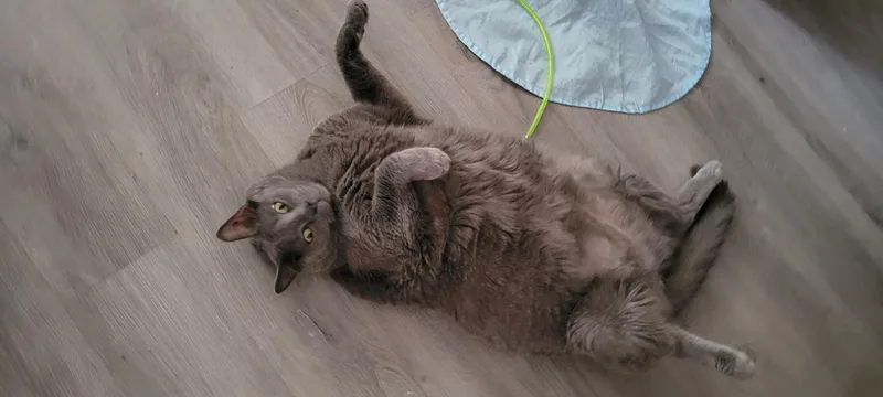 A senior large-sized male Domestic Short Hair cat named Biggie for adoption in Levittown, PA