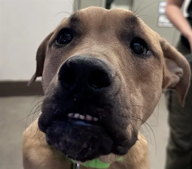 A young large-sized male German Shepherd Dog dog named Doyle for adoption in Tucson, AZ