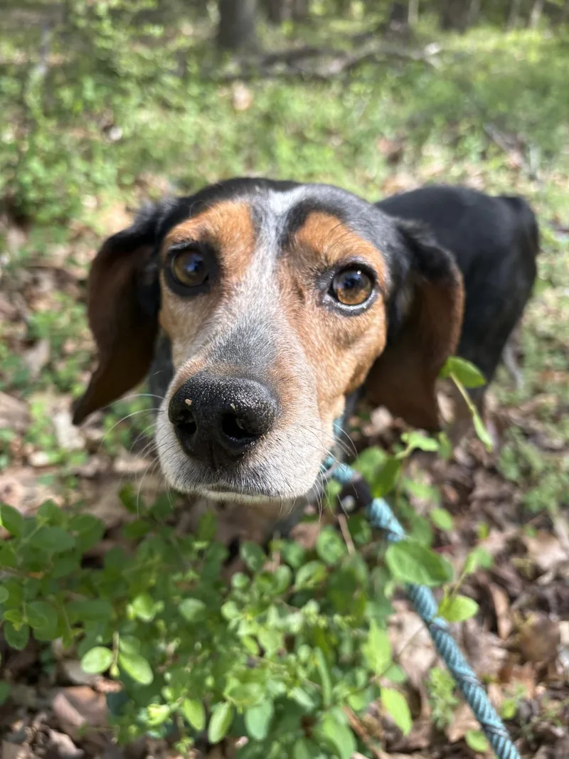 An adult small-sized female Tricolor (Brown, Black, & White) Beagle dog named Wanna Race for adoption in Ashland, VA