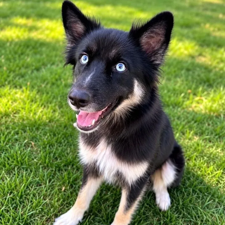 A young medium-sized female Black Husky dog named Willa for adoption in Houston, TX