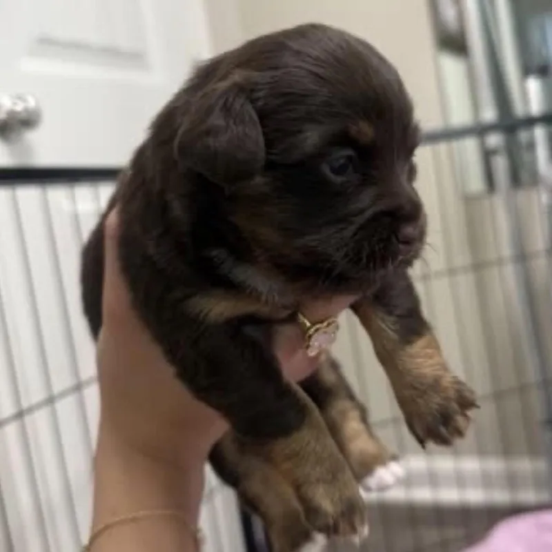 A baby small-sized female Black Chihuahua dog named Taffy for adoption in Baton Rouge, LA