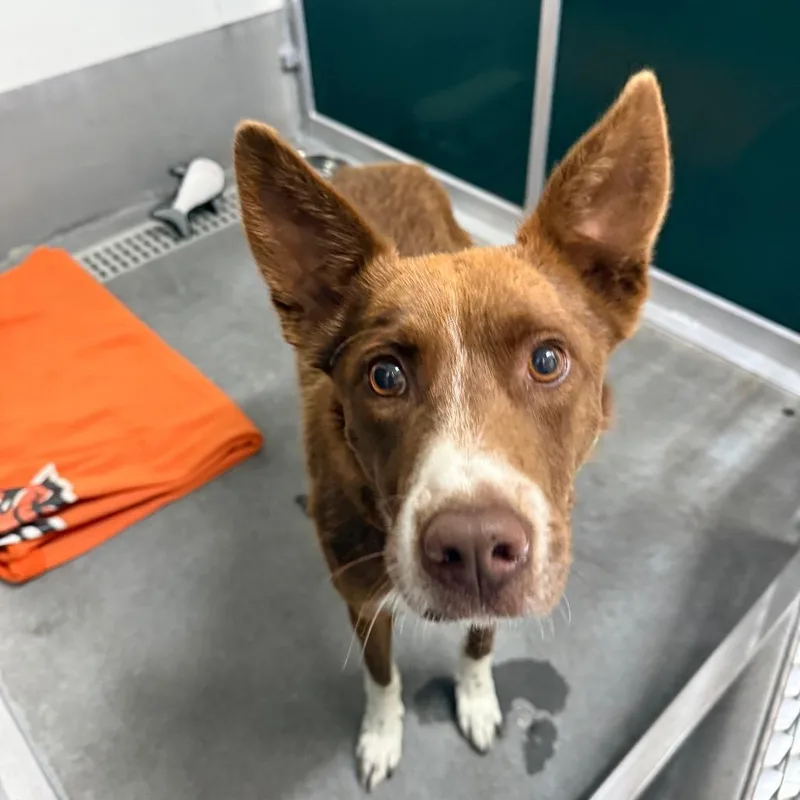 An adult medium-sized male Border Collie dog named Ammon Pierre for adoption in Idaho Falls, ID