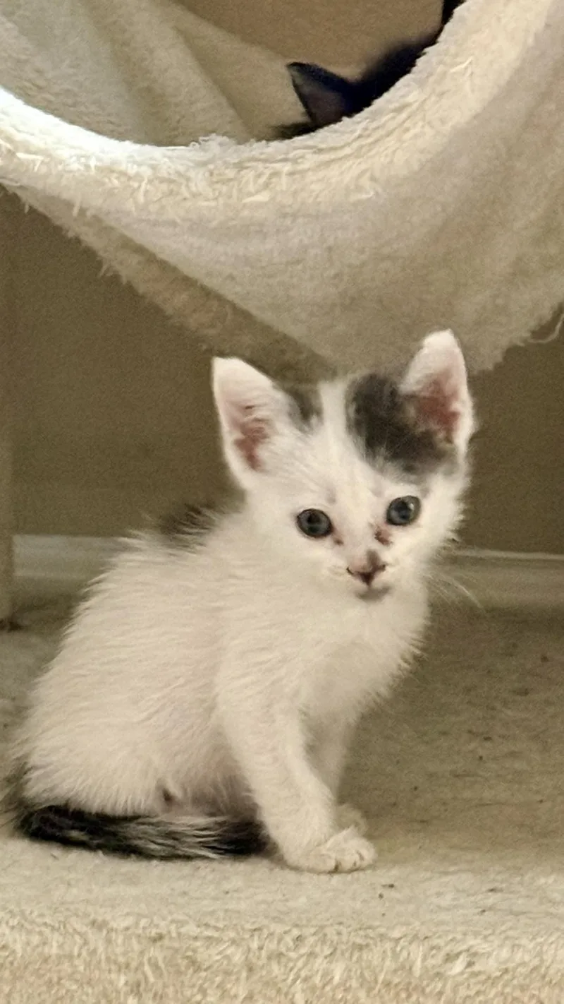 A baby small-sized female White Domestic Short Hair cat named Keiko for adoption in Glendale, AZ