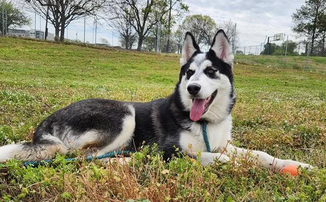 A young large-sized male Siberian Husky dog named Fabian for adoption in Charlotte, NC