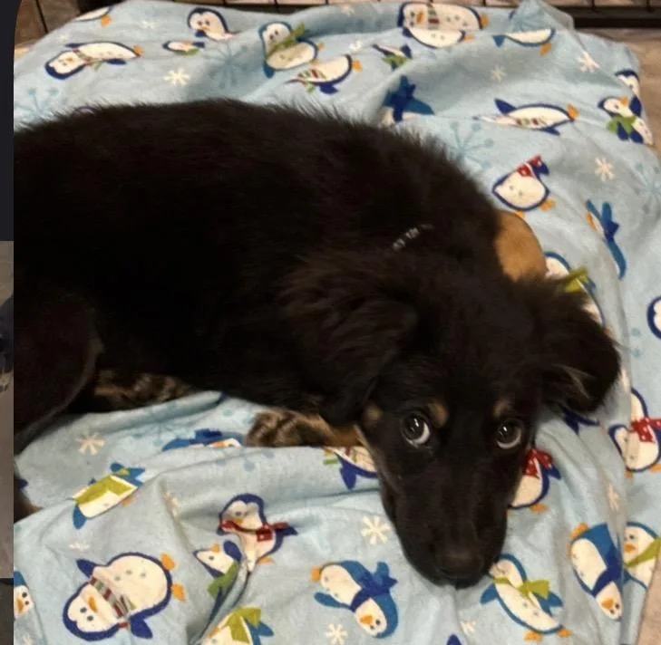 A baby medium-sized male Australian Shepherd dog named Kaiser for adoption in Cordova, TN