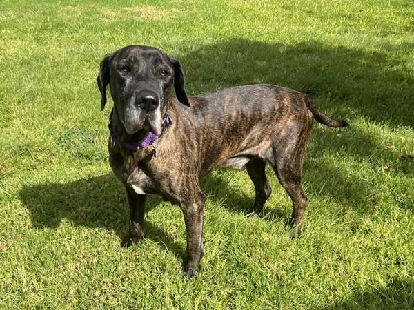 A senior large-sized male Labrador Retriever dog named Jack for adoption in San Diego, CA