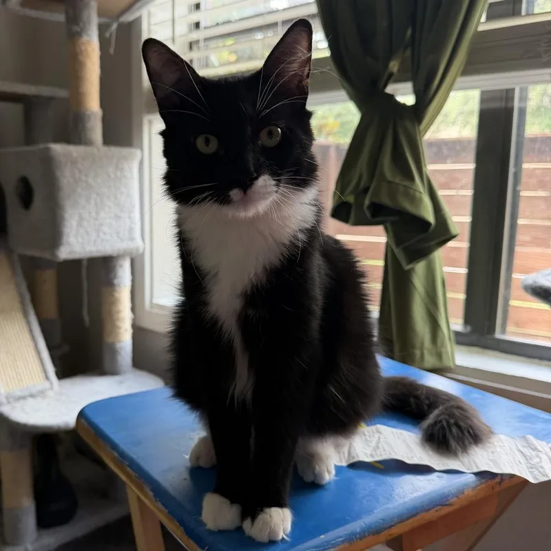 A young medium-sized male Domestic Medium Hair cat named Bobert for adoption in Dallas, TX