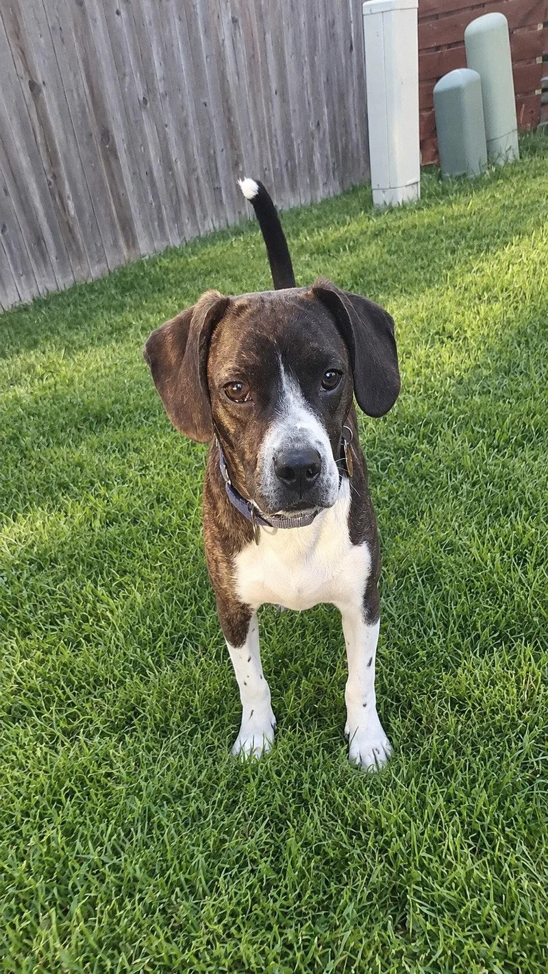 A baby small-sized male Boston Terrier dog named Chachi Boy for adoption in Omaha, NE