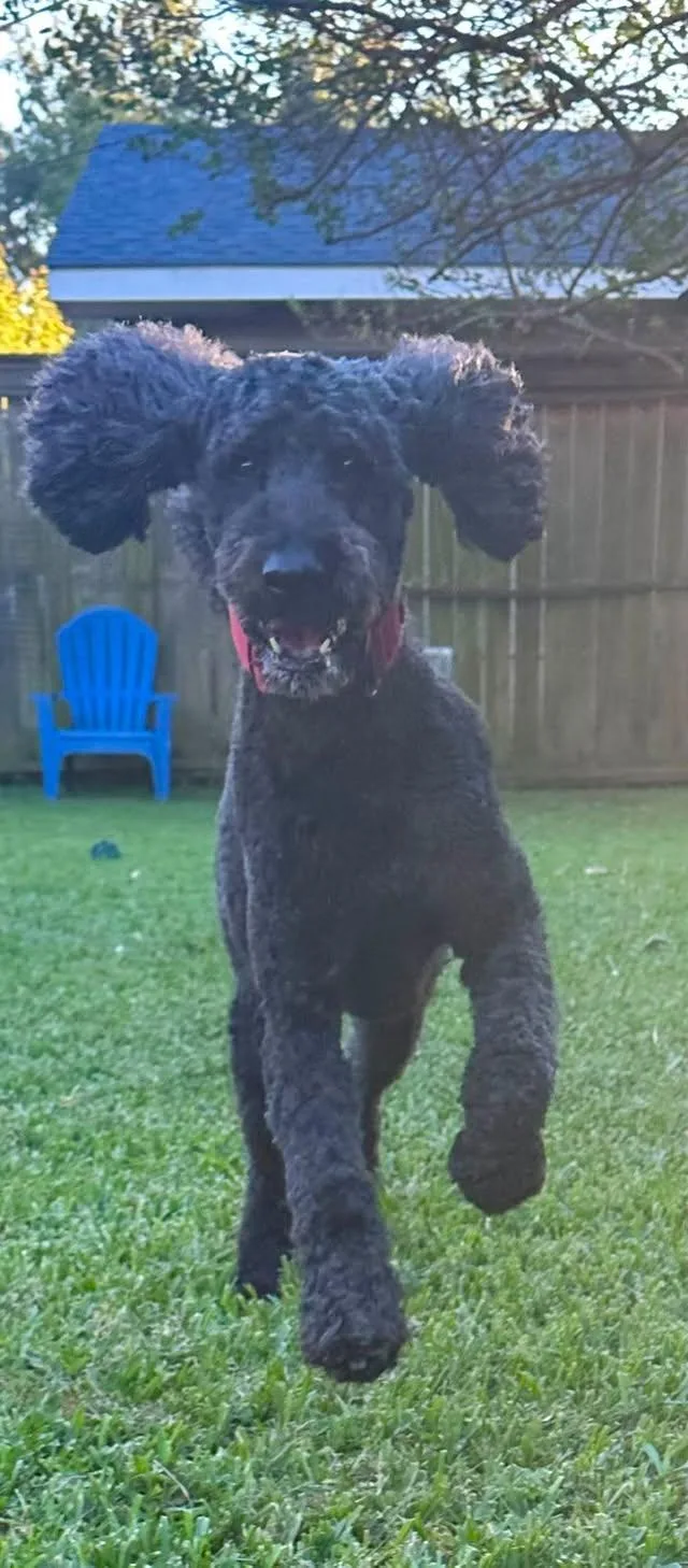 An adult medium-sized female Black Standard Poodle dog named Demi for adoption in Gonzales, LA