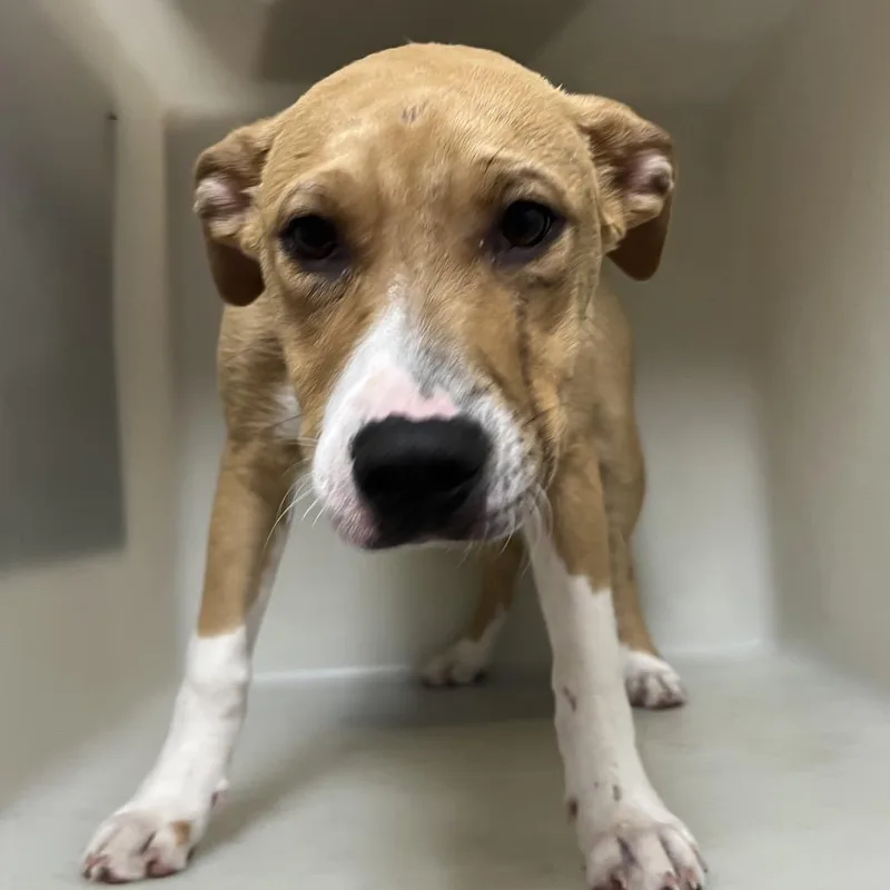 A young medium-sized female Apricot / Beige Pit Bull Terrier dog named Silvermist for adoption in Birmingham, AL