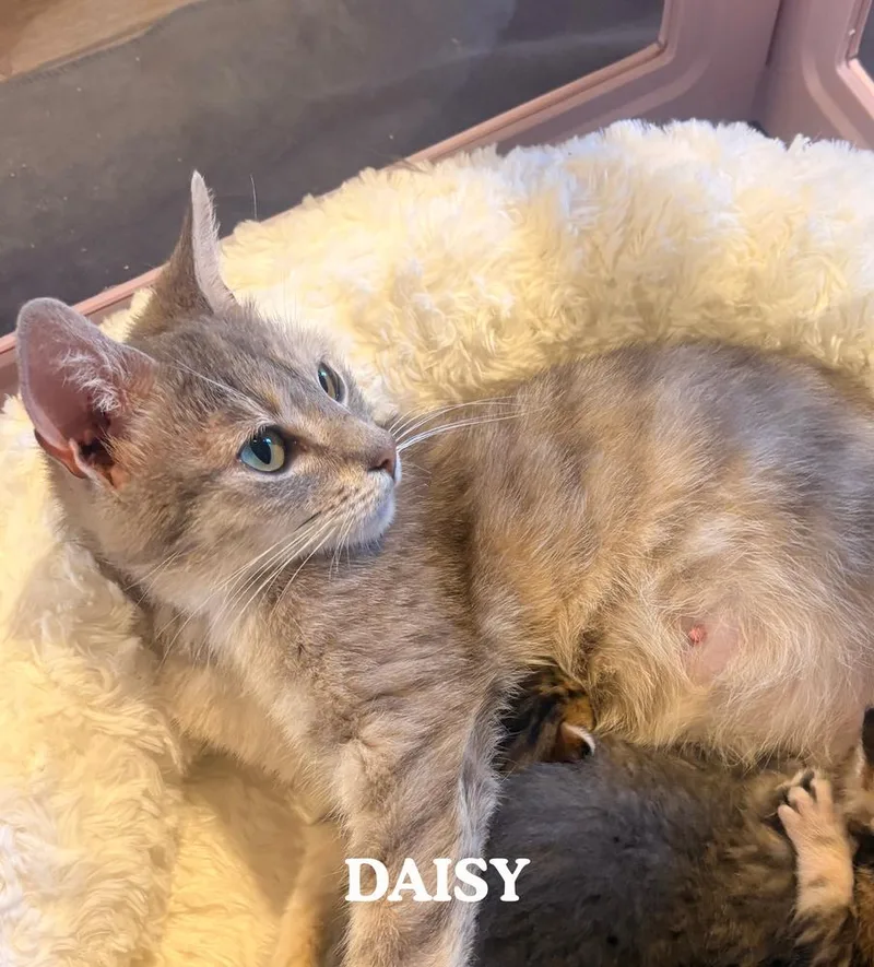 An adult small-sized female Gray & White Domestic Short Hair cat named Daisy for adoption in Mooresville, NC