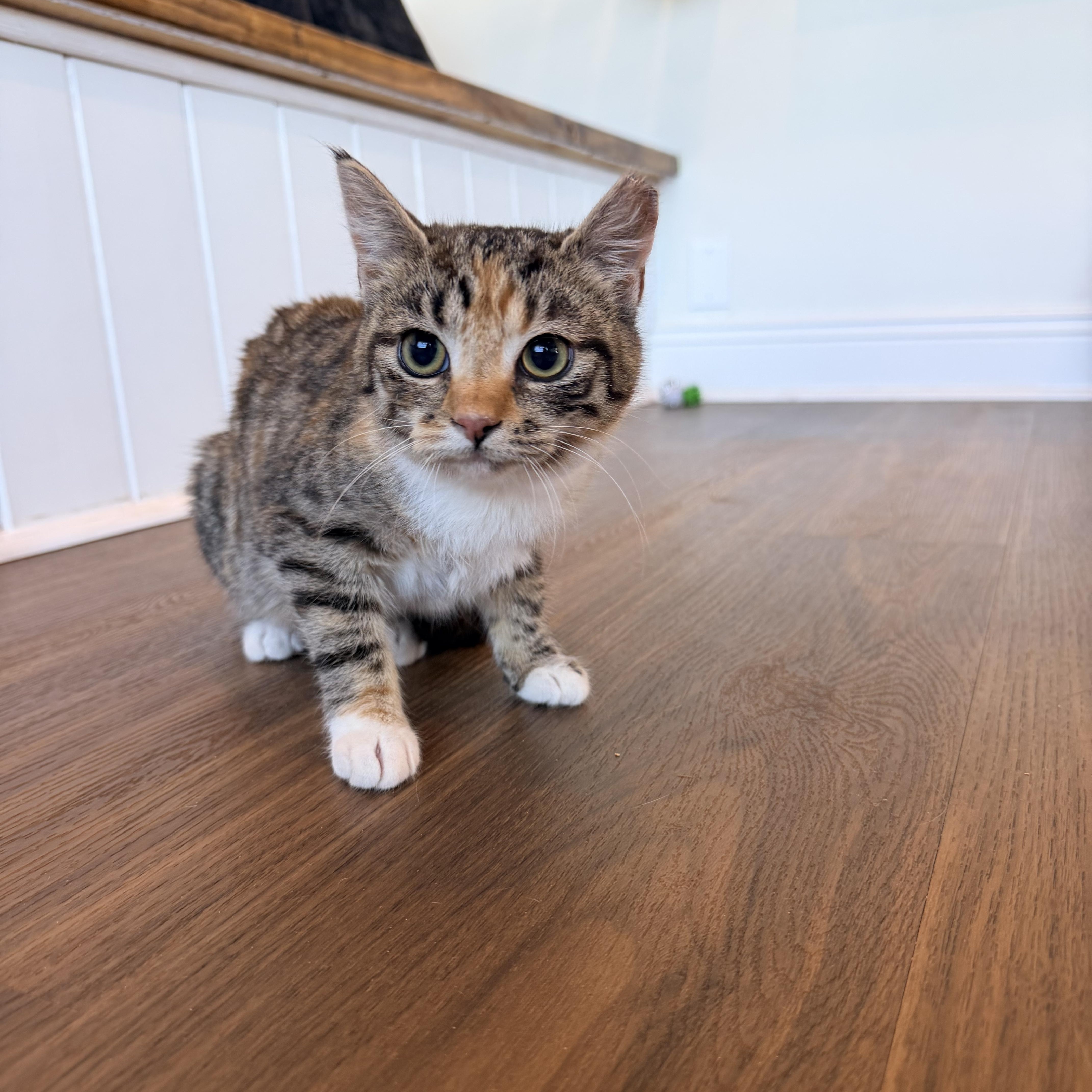 A baby small-sized female Torbie Domestic Short Hair cat named Peach Cobbler for adoption in Bellmawr, NJ