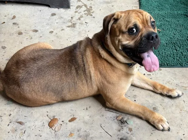 An adult medium-sized male Chow Chow dog named A for adoption in San Antonio, TX