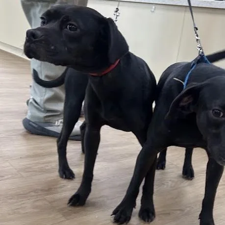 An adult medium-sized male Black Labrador Retriever dog named Coal for adoption in Verona, VA