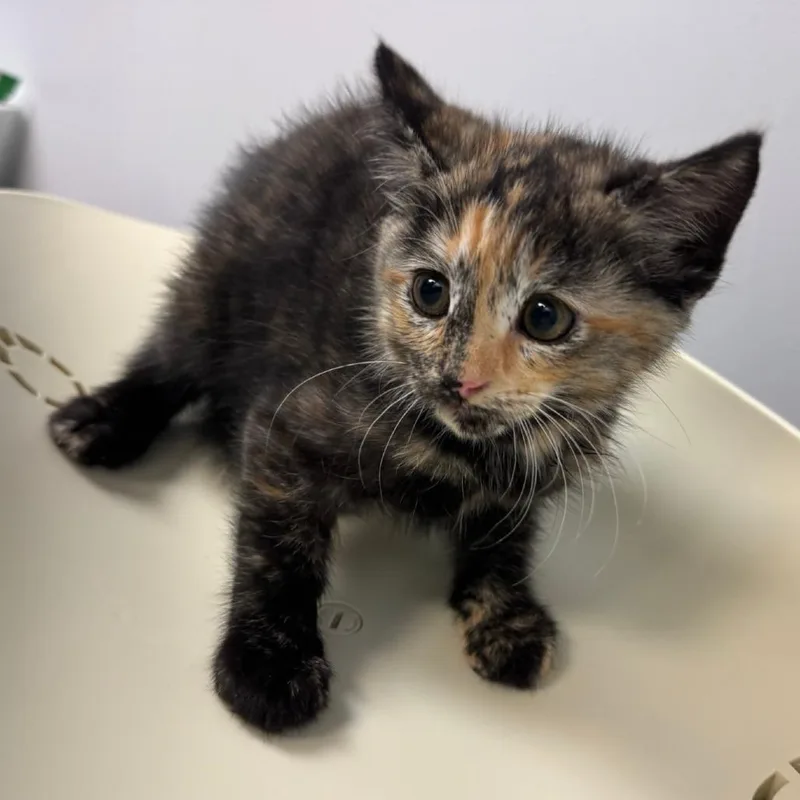 A baby small-sized female Domestic Medium Hair cat named Emu for adoption in Columbus, GA