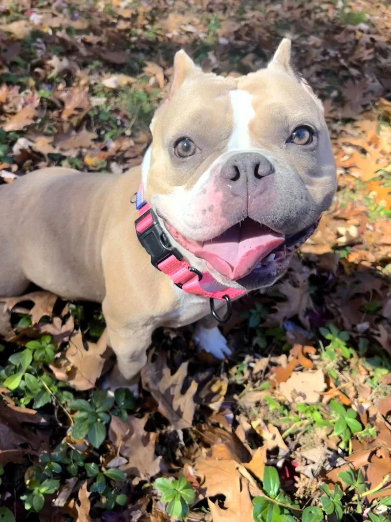 A young medium-sized female Pit Bull Terrier dog named Cookie for adoption in Framingham, MA