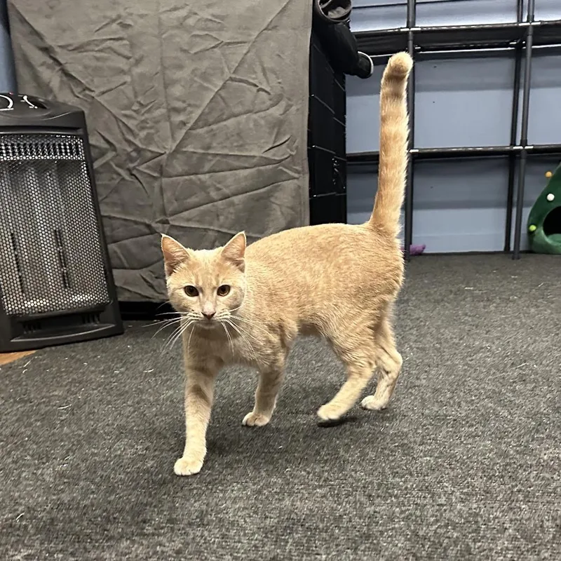 Clementine thumbnail 2