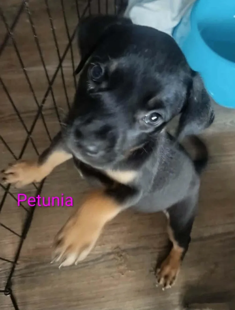 A baby small-sized female Pit Bull Terrier dog named Petunia for adoption in Panama City, FL