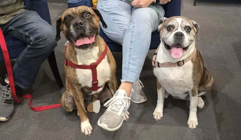 Sophie V  Silver thumbnail 2