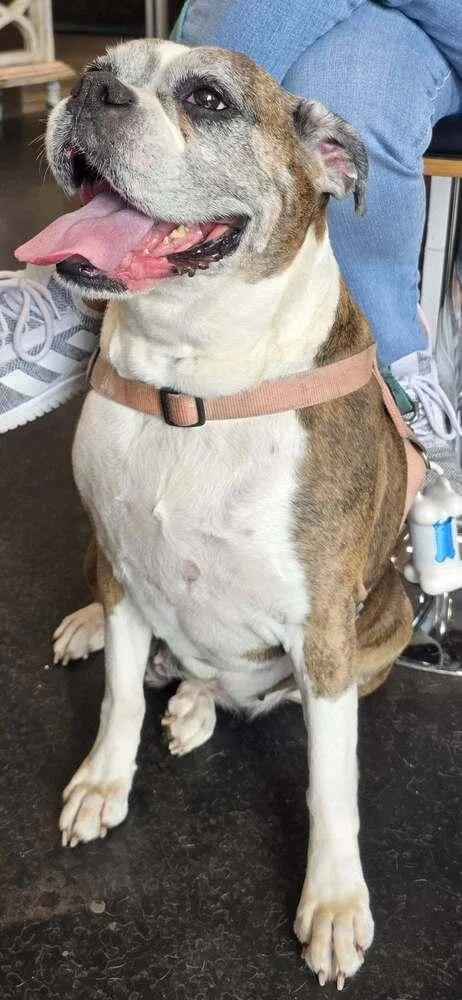 Sophie V  Silver thumbnail 4