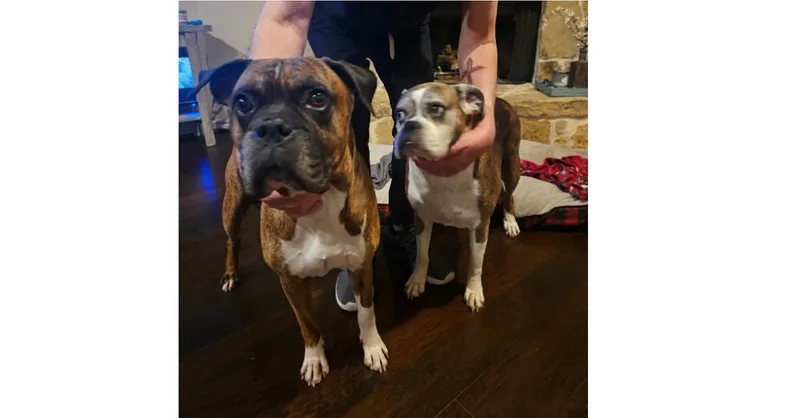 Sophie V  Silver thumbnail 5