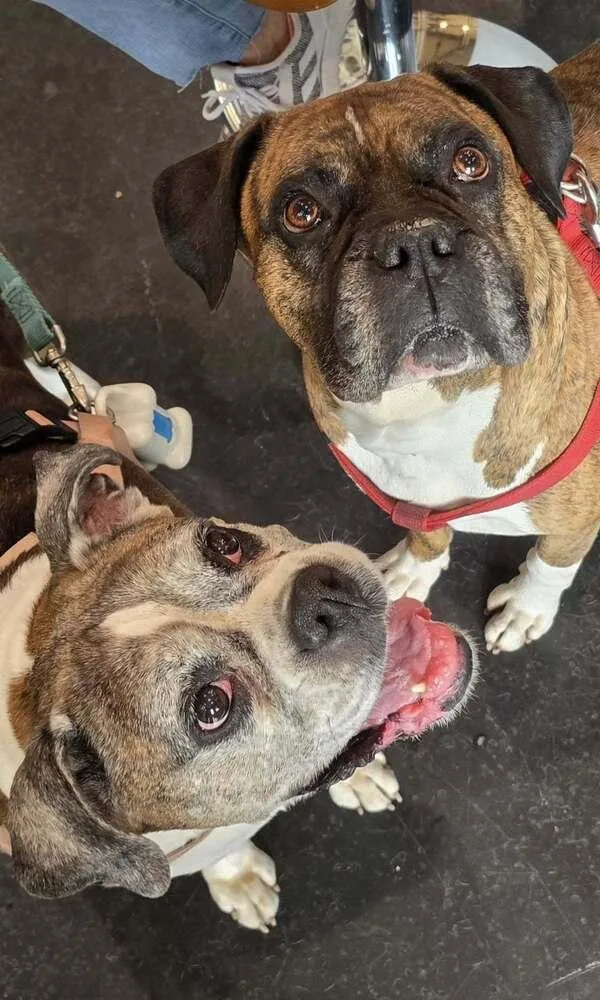 Sophie V  Silver thumbnail 6