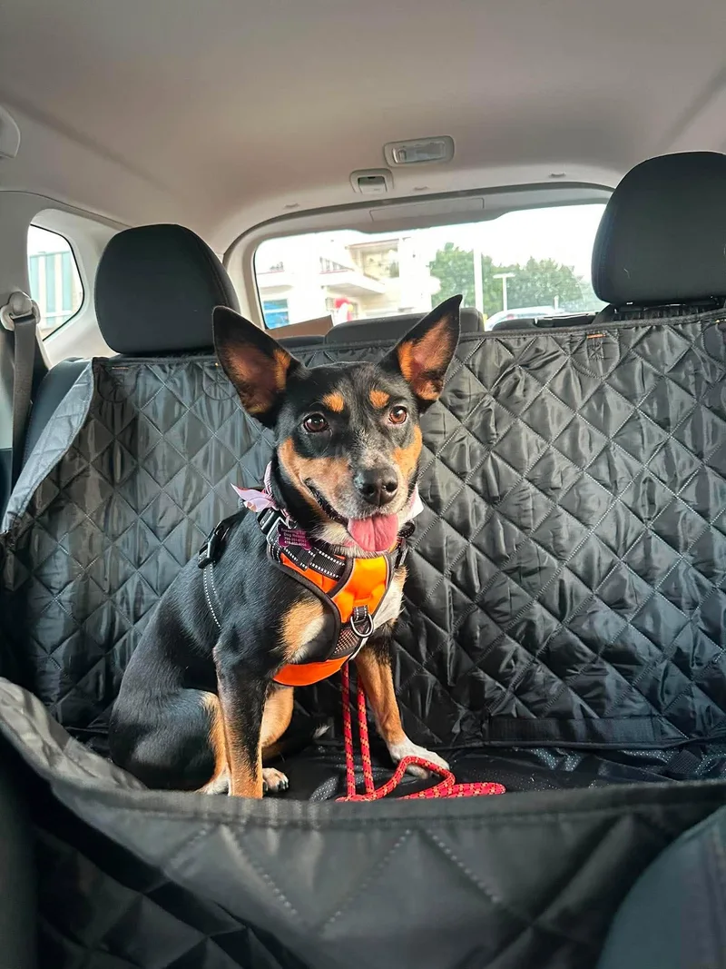 An adult medium-sized female Australian Cattle Dog / Blue Heeler dog named Percy for adoption in Palos Heights, IL
