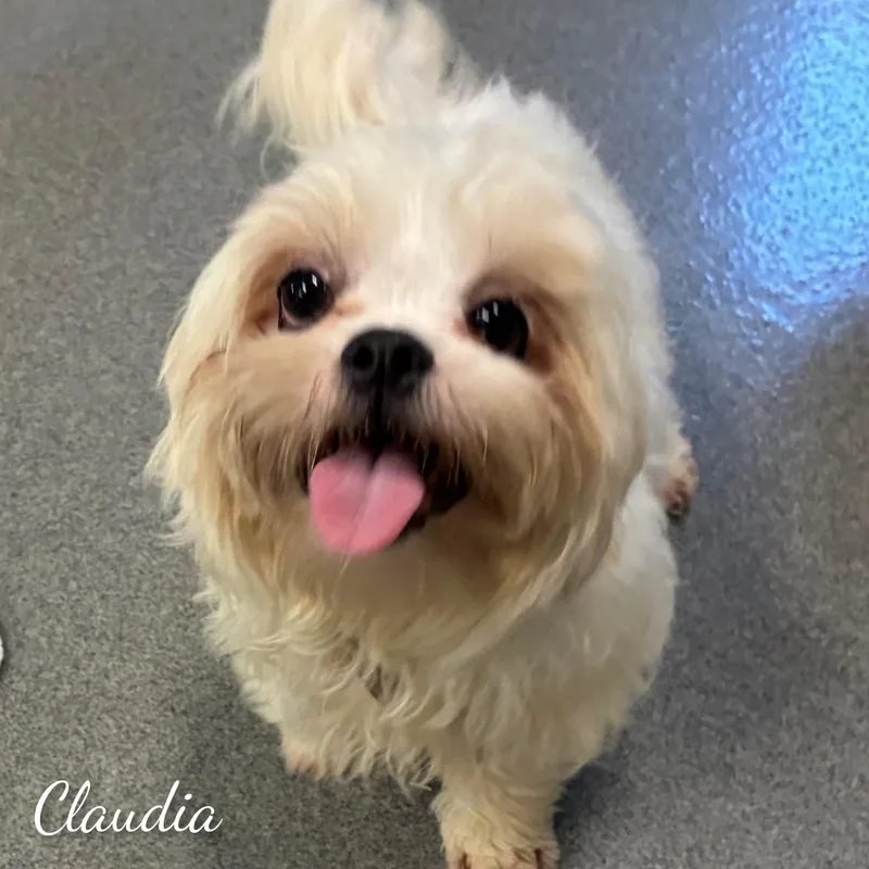 A baby small-sized female Lhasa Apso dog named Claudia for adoption in Fredericksburg, VA