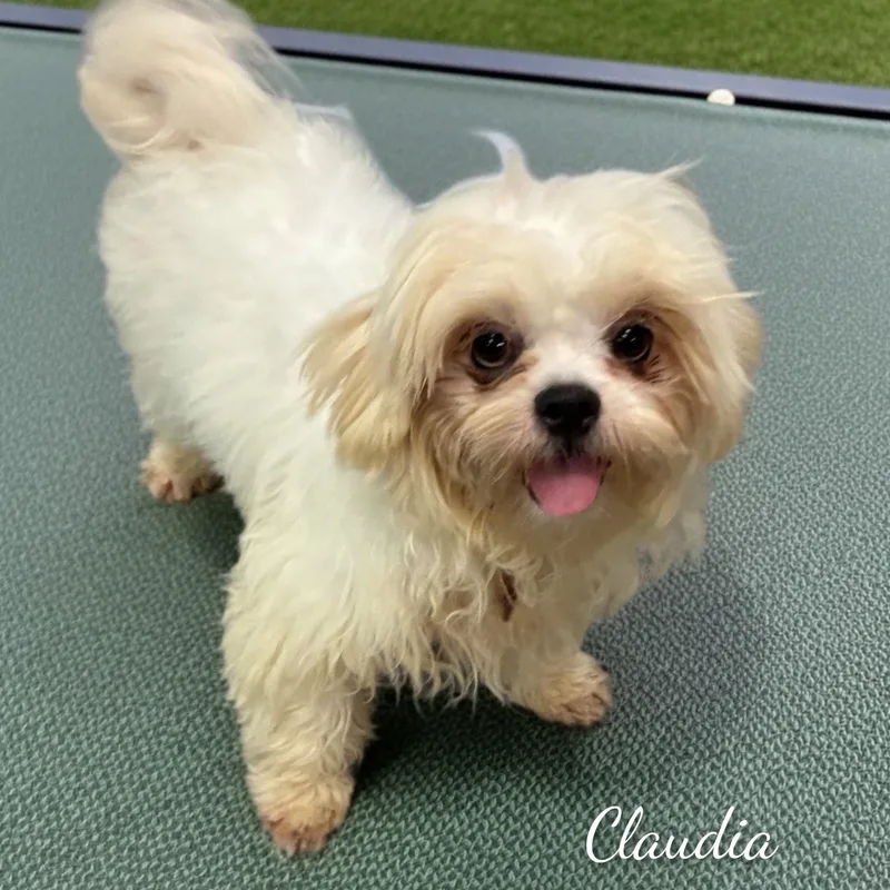 Claudia thumbnail 4