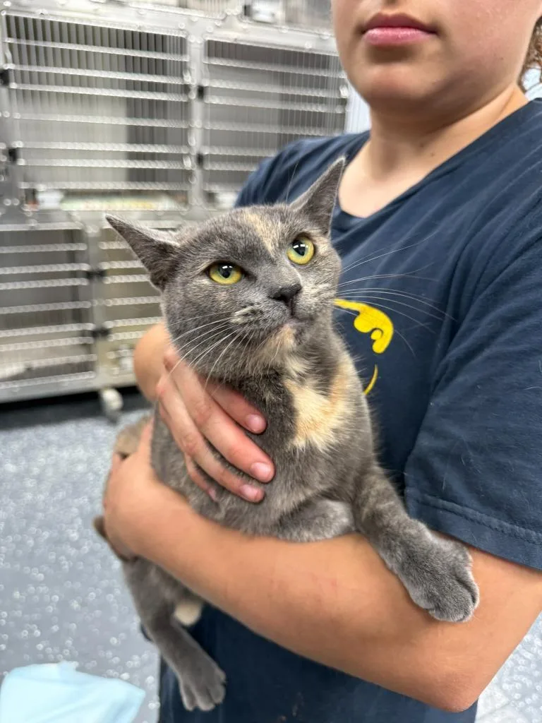 A young small-sized female Domestic Short Hair cat named Shwarma for adoption in Thousand Oaks, CA