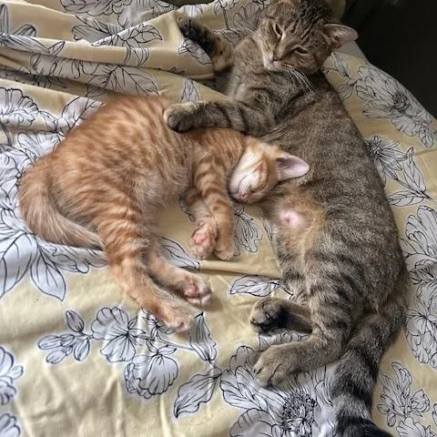 Taylor Dw thumbnail 3