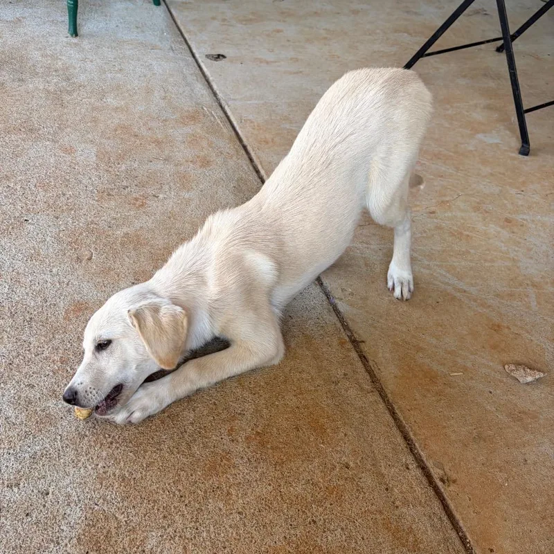 A baby medium-sized female Great Pyrenees dog named Carol Burnett for adoption in Brownsboro, AL