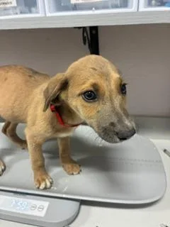 A baby small-sized female Mixed Breed dog named Shelly for adoption in Denham Springs, LA
