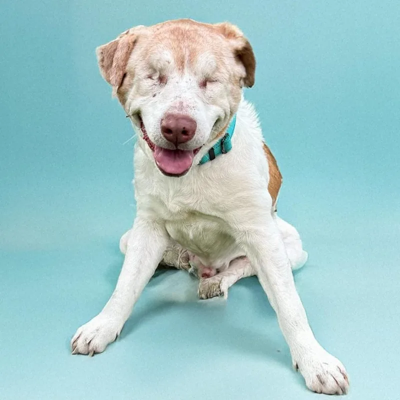 Garfield thumbnail 3